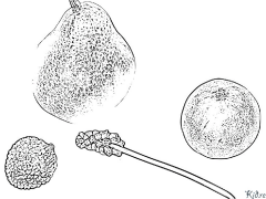 litchi Stranice Za Bojanje Za Štampanje